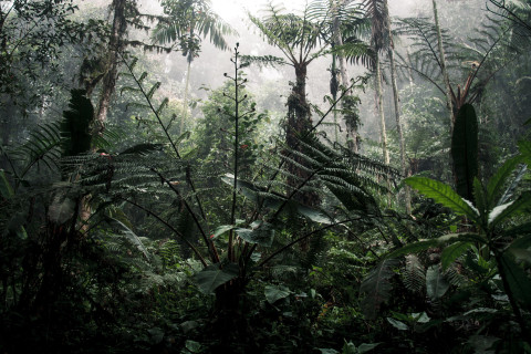 How the Congo Basin is turning its rainforests into a hard financial weapon