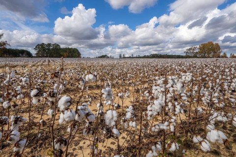 Cameroon's Cotton Sector Faces a New Cost Squezze