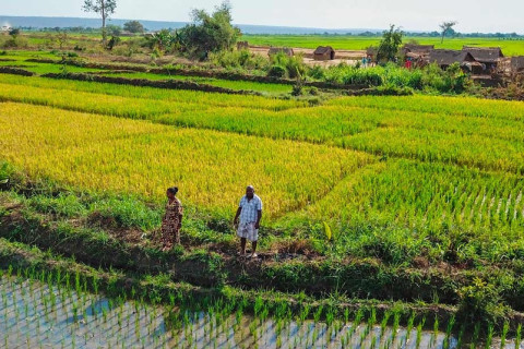 AfDB Unveils $5.1B Emergency Plan for Energy, Fertilizers Across Africa