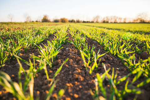 Angola, Brazil Deepen Agricultural Partnership