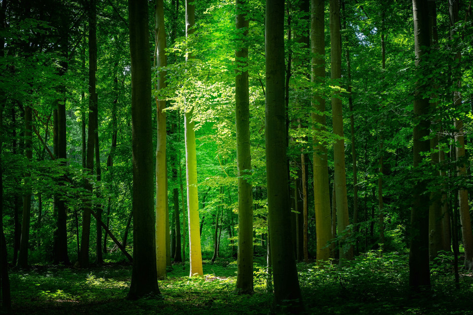 CAR Launches Payments for Communities Protecting Forests
